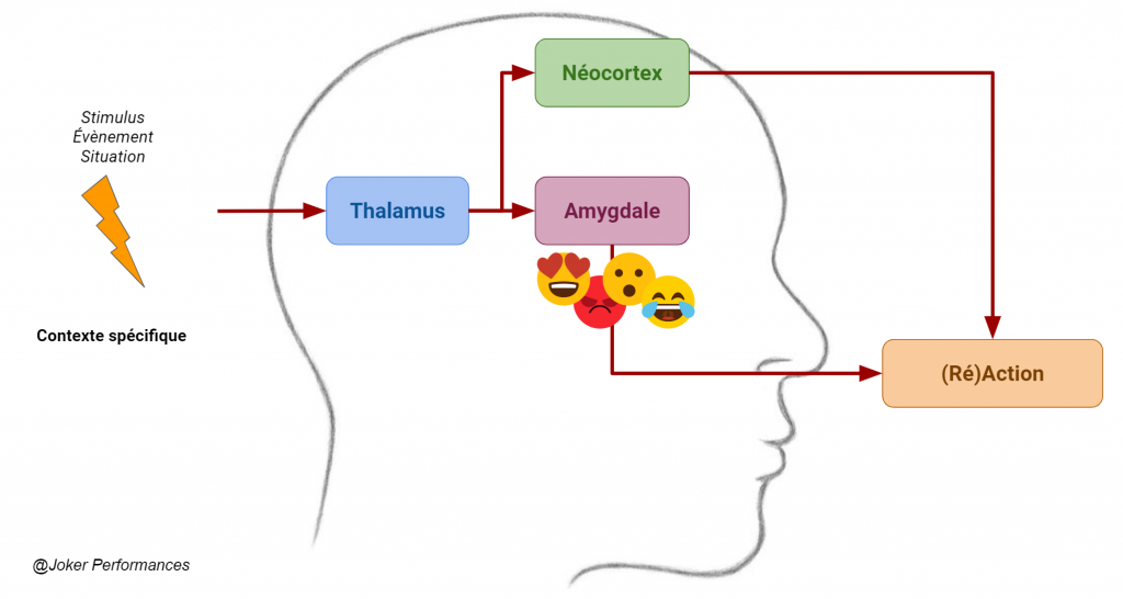 Schéma du circuit des émotions