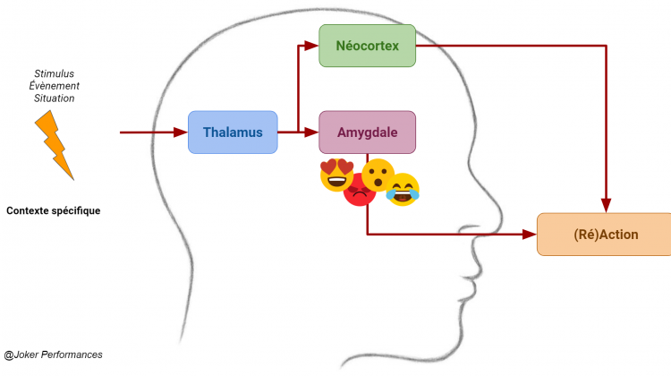 Schéma du circuit des émotions
